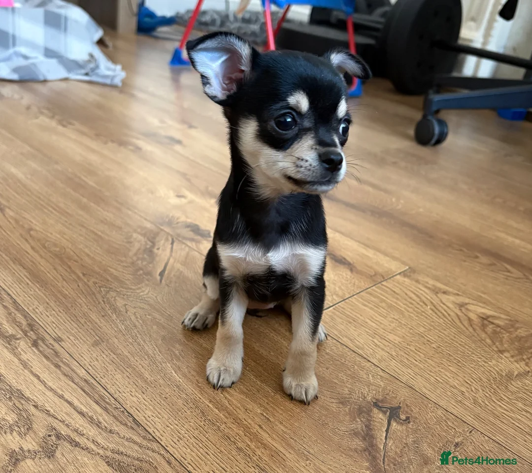 Mixed Breed dogs for sale: Minnie – Beautiful 13 Week Old Girl Puppy 💕 - Advert 8