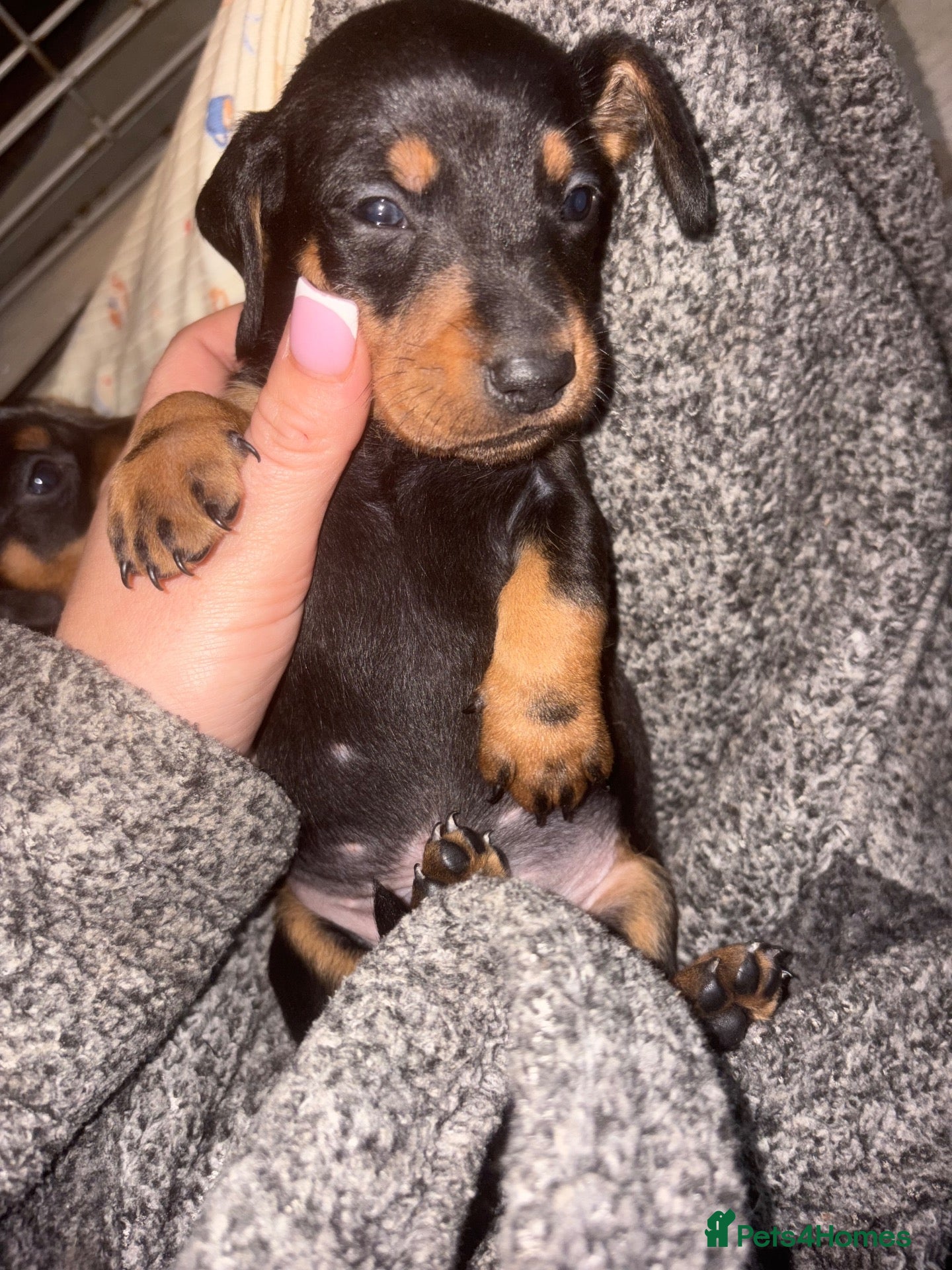 Dachshund dogs Beautiful dachshund puppies  - Advert 2