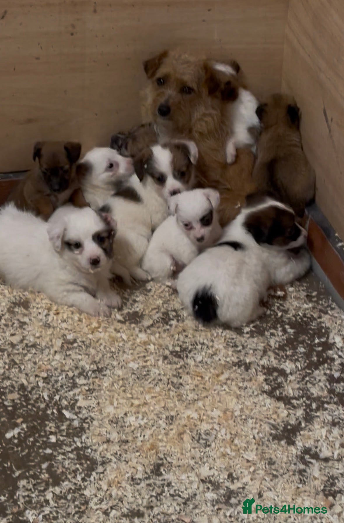 Jack Russell dogs Jack Russell puppies  - Advert 15