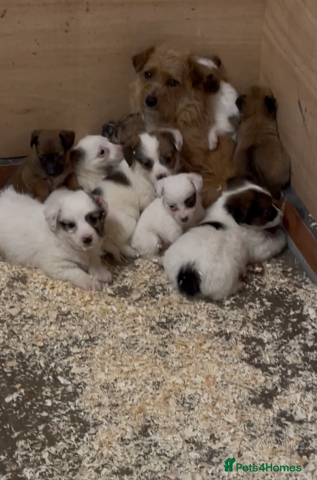 Jack Russell dogs for sale: Jack Russell puppies  - Advert 1
