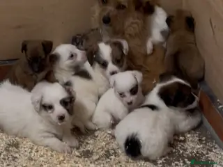 Jack Russell dogs Jack Russell puppies - Advert 15