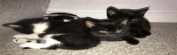 Mixed Breed cats for sale: Five adorable kittens looking for a good home - Advert 9