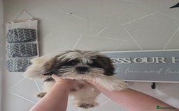 Zuchon dogs for sale: Shichon/zuchon puppies for sale  - Image 6