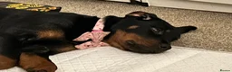 Rottweiler dogs for sale: Beautiful Rottweiler girl  in Birmingham - Advert 5