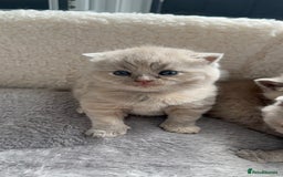 British Shorthair cats for sale: Champions bloodline British Shorthair Kittens! 🐾  - Image 25