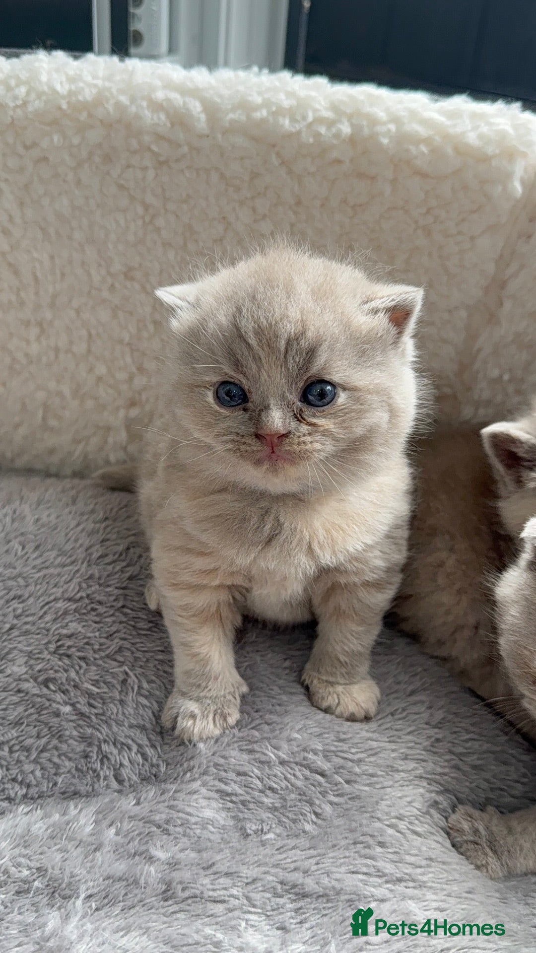 British Shorthair cats for sale: Champions bloodline British Shorthair Kittens! 🐾  - Image 25