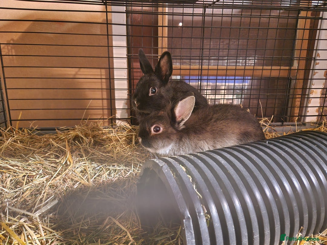 Netherland Dwarf rabbits for sale: Adorable, sweet, purebred Netherland dwarf girls - Image 7