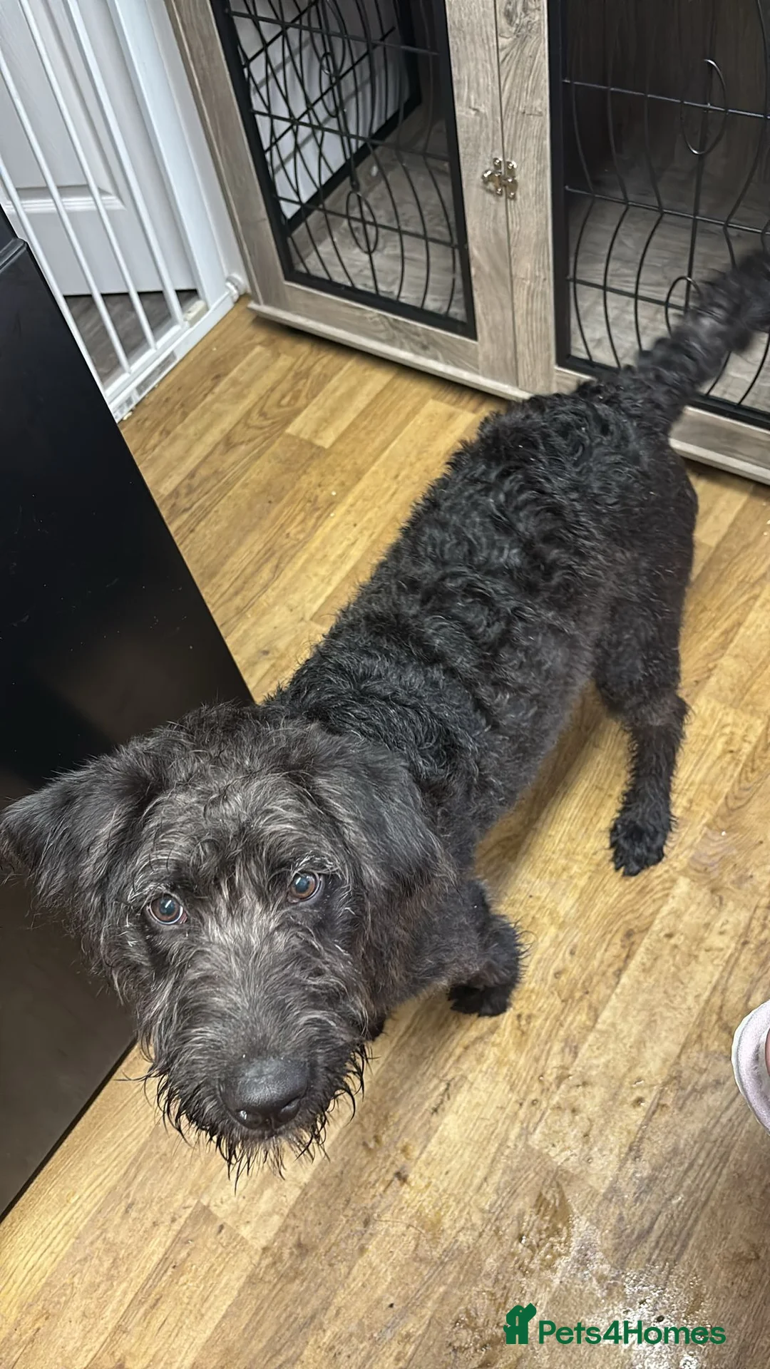 Labradoodle dogs for sale: Female pup  - Advert 2