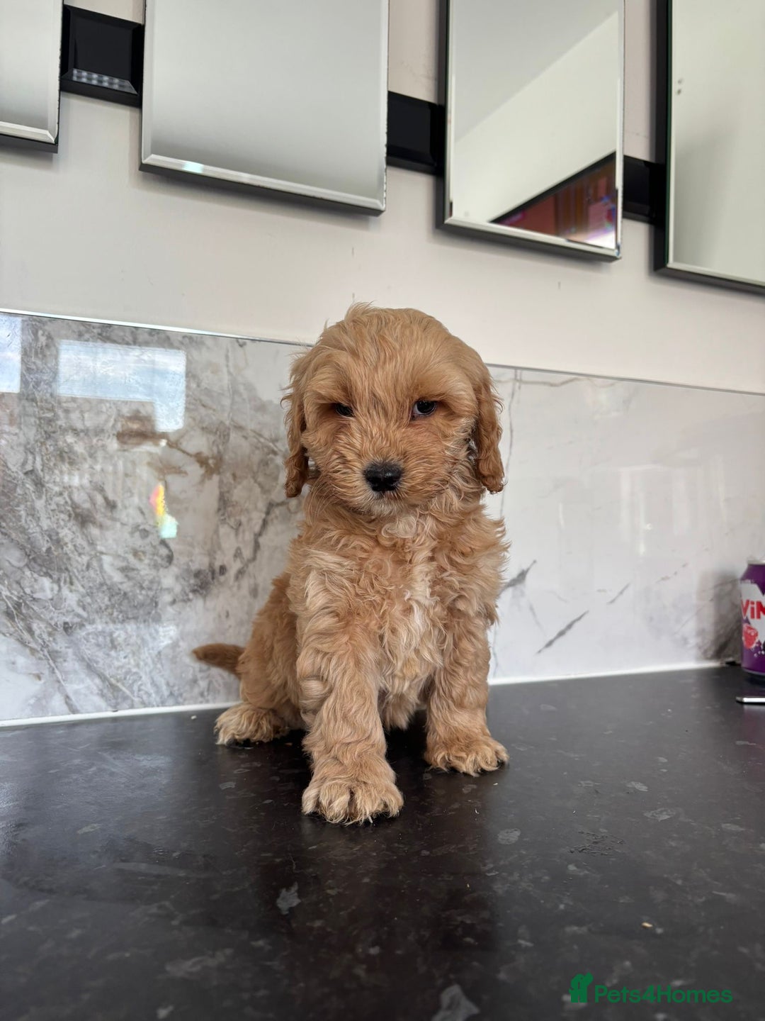 Cavapoo dogs for sale: Small type cavapoo puppies (toy poodle) - Image 4