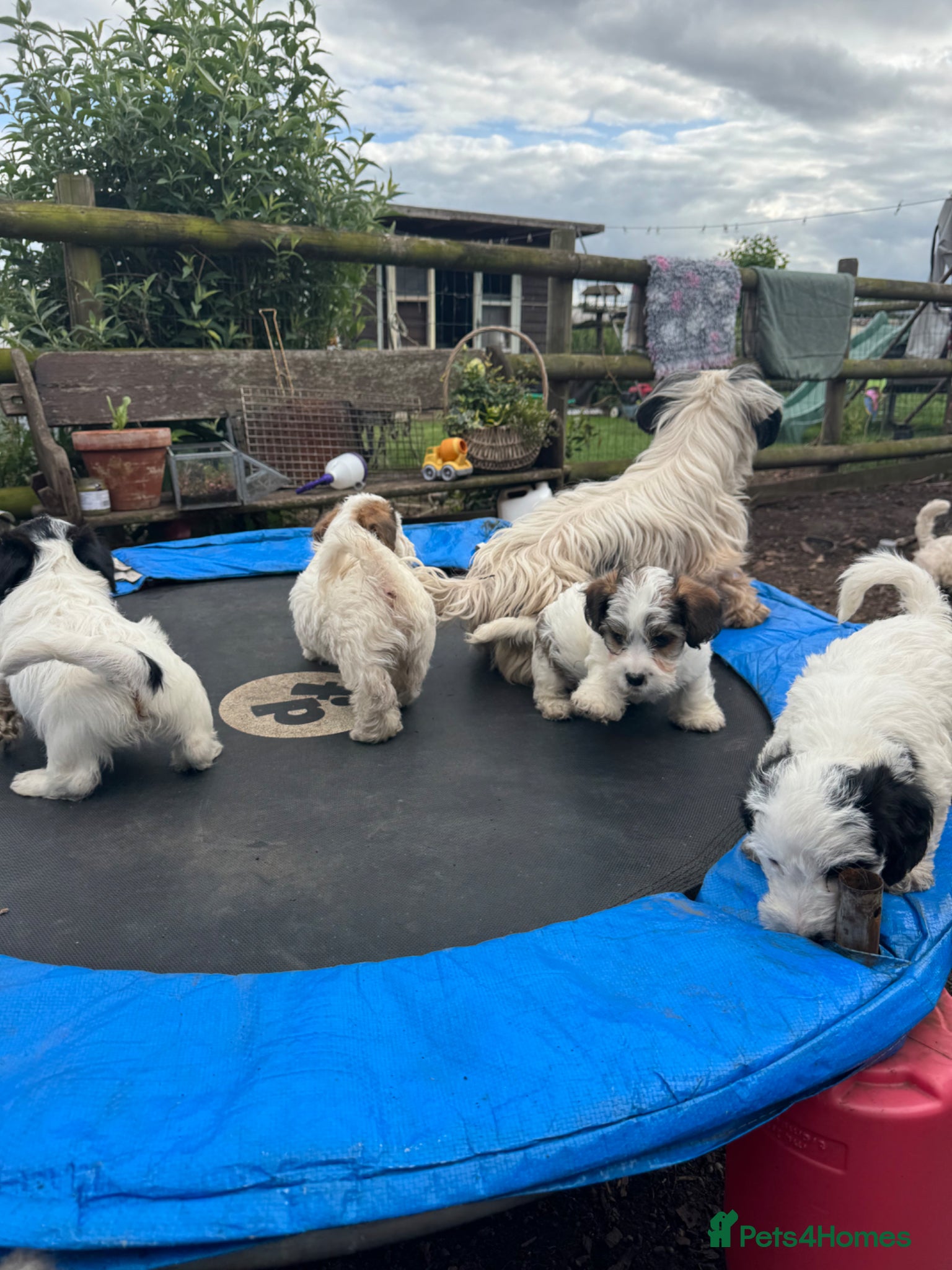 Mixed Breed dogs Sporting Lucas Terrier x Sealyham Terrier Puppies  - Advert 2