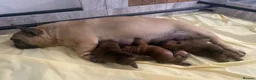 French Bulldog dogs for sale: Beautiful KC Reg puppies available  - Advert 6
