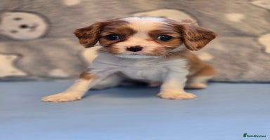 Cavalier King Charles Spaniel dogs - Advert 15