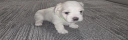 Maltese dogs for sale: Maltese puppies - Advert 3
