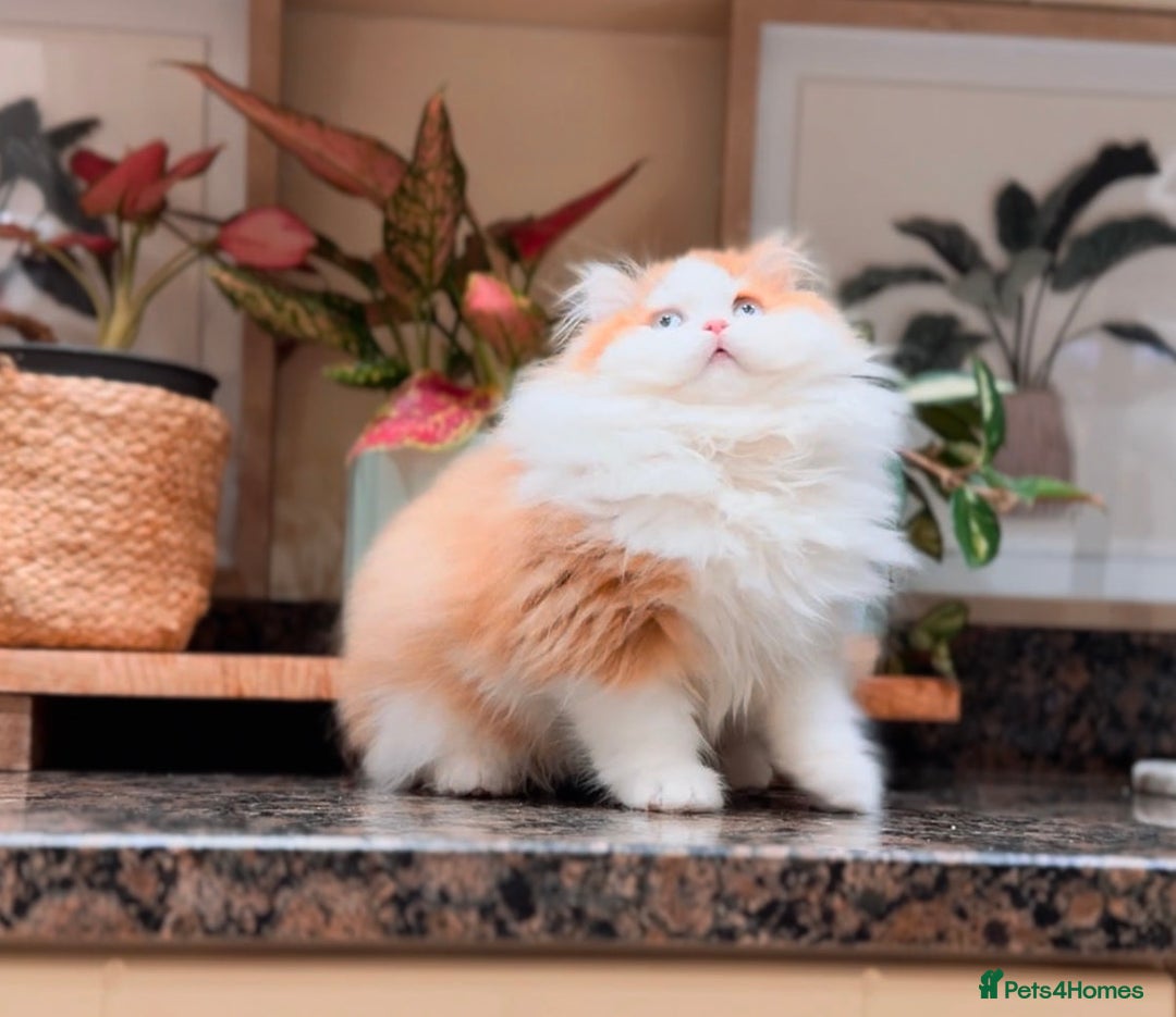 British Longhair cats for sale: Red bi colour boy  - Advert 4