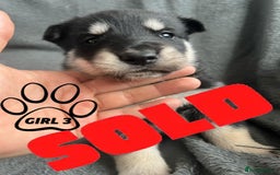 Mixed Breed dogs for sale: Beautiful German Shepherd × ChowXmalamute Puppies - Image 12