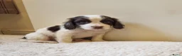 Cocker Spaniel dogs for sale: Last Chocolate Boy Ready Now  - Advert 26