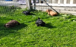 Cocker Spaniel dogs for sale: KC fully Health Tested Working Cocker Spaniels  - Image 5