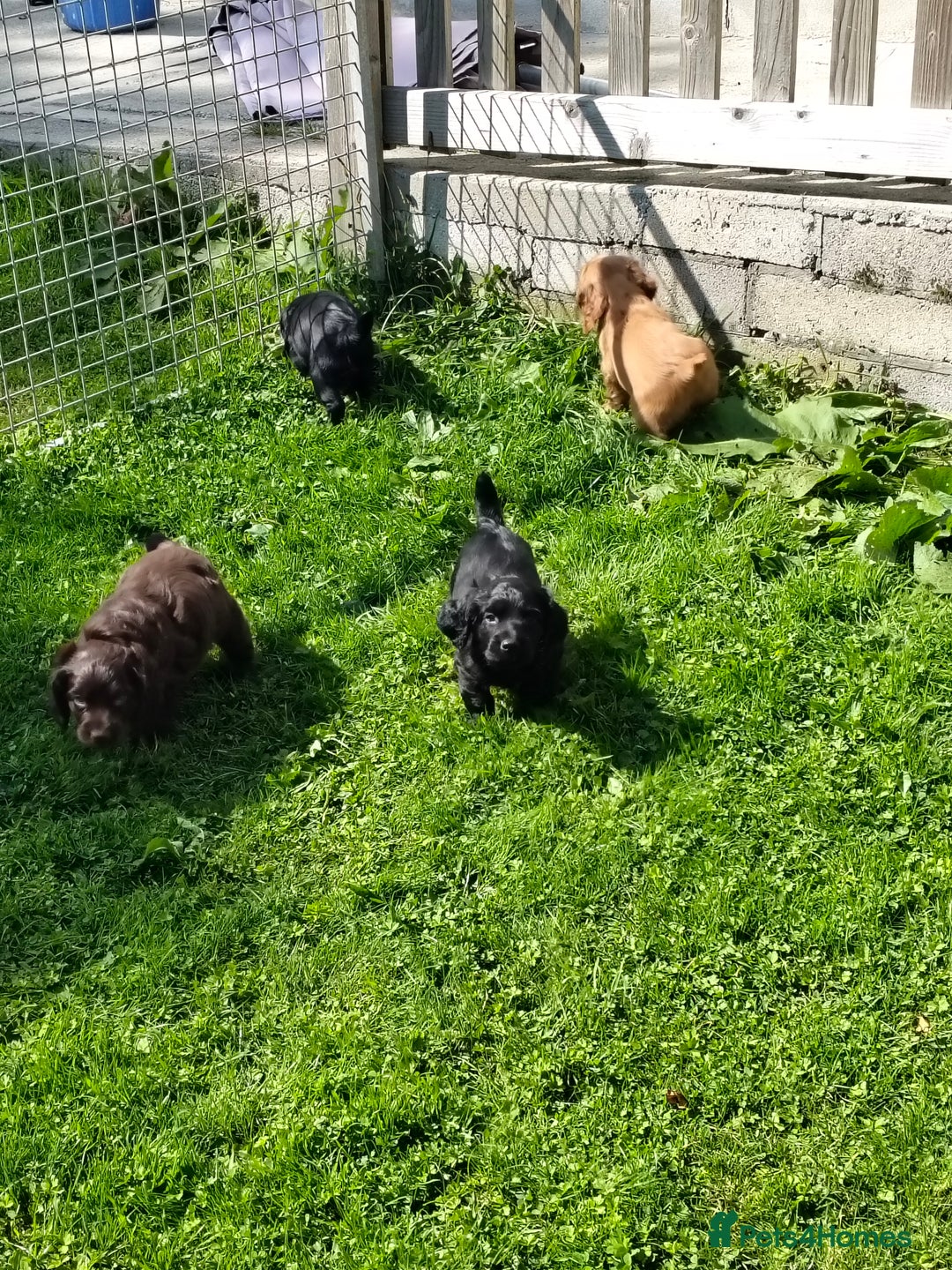 Cocker Spaniel dogs for sale: KC fully Health Tested Working Cocker Spaniels  - Image 5
