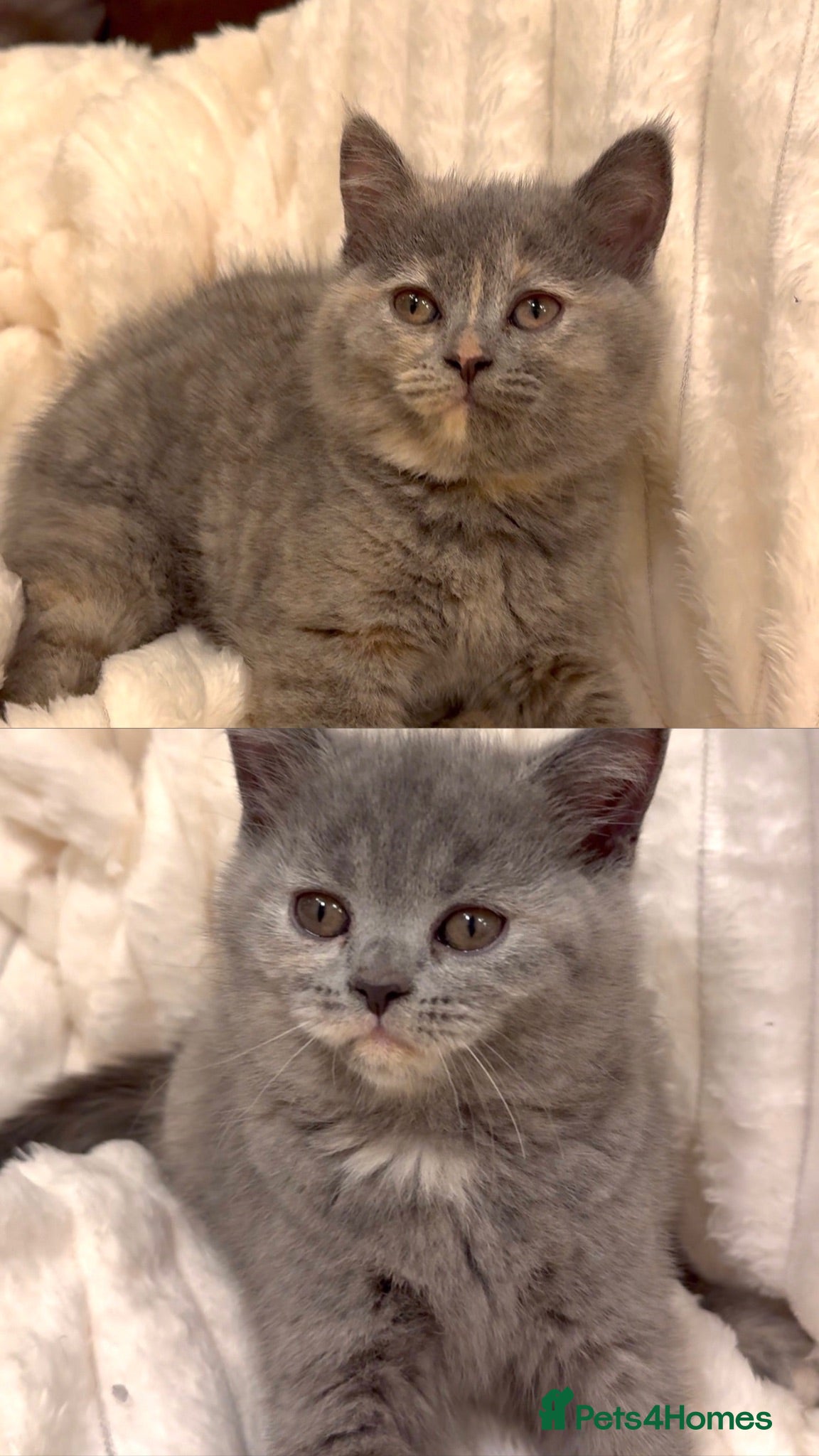 British Shorthair cats Only 2 playful girls left BSH kittens 😻 - Advert 2