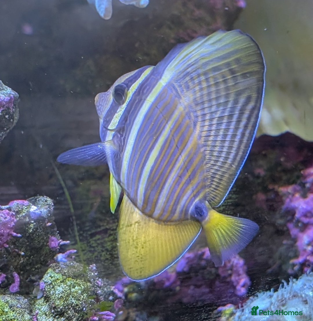 Other/Mixed Breed fish for sale: Fishtank with liverock, equipment, corals, + fish. - Advert 7