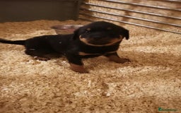 Rottweiler dogs for sale: quickly rottweiler puppy - Image 6