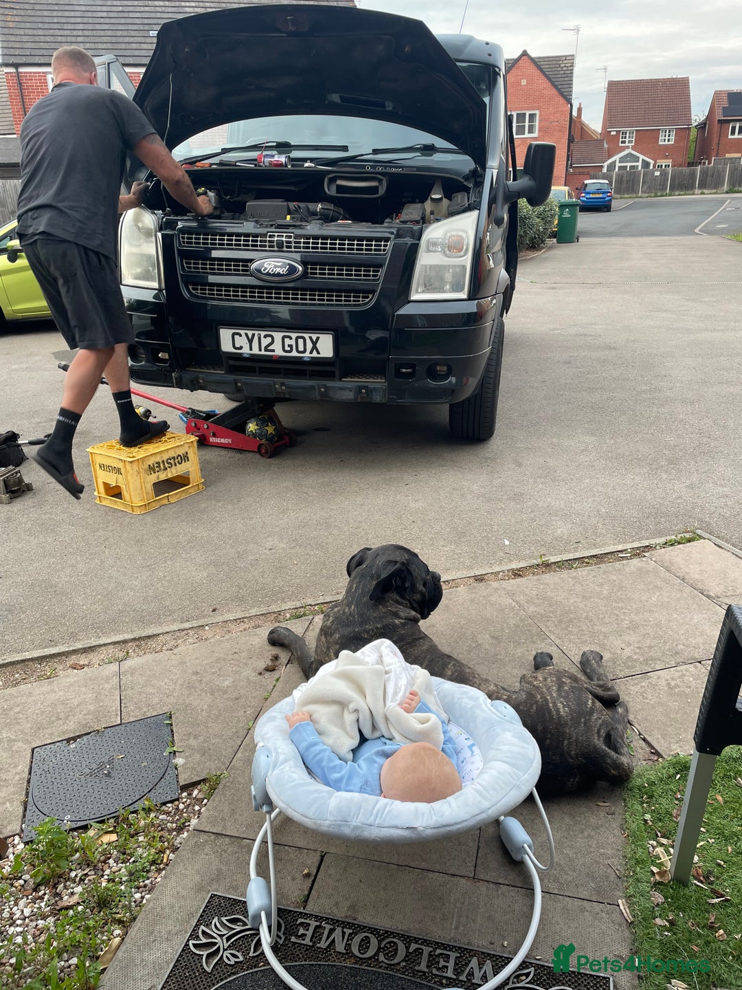 Cane Corso dogs for sale: Bruno  - Advert 20