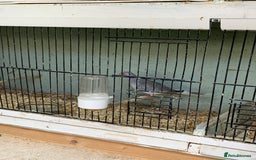 Doves birds for sale: Male diamond dove 1yr old - Image 6