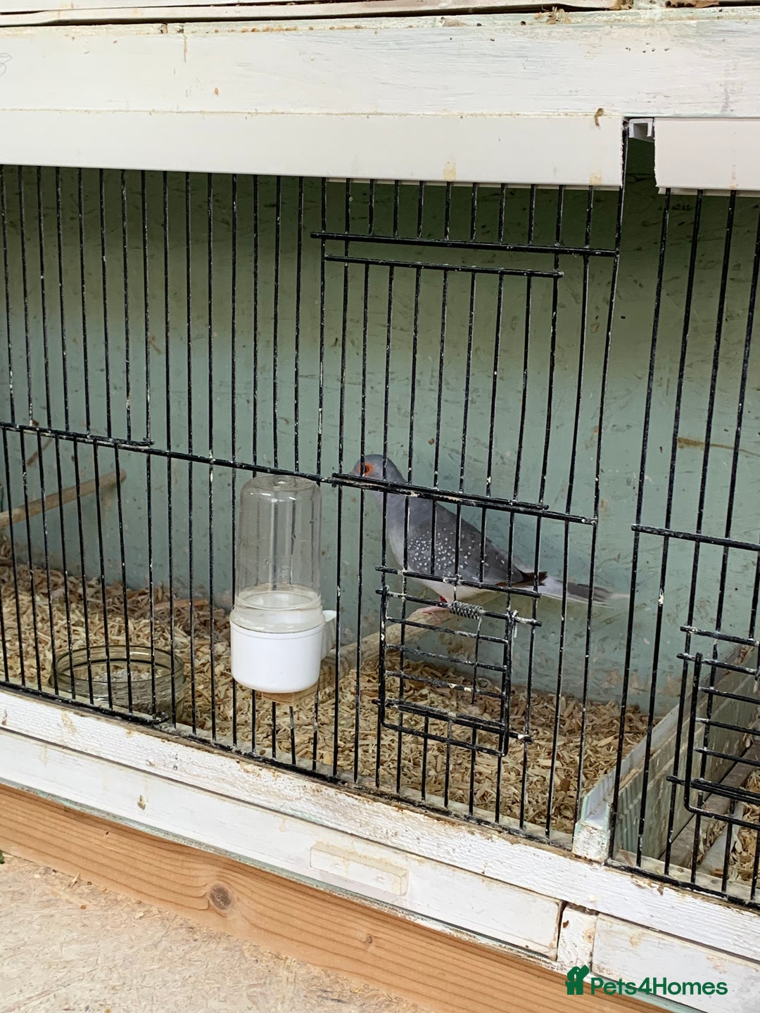 Doves birds for sale: Male diamond dove 1yr old - Image 6
