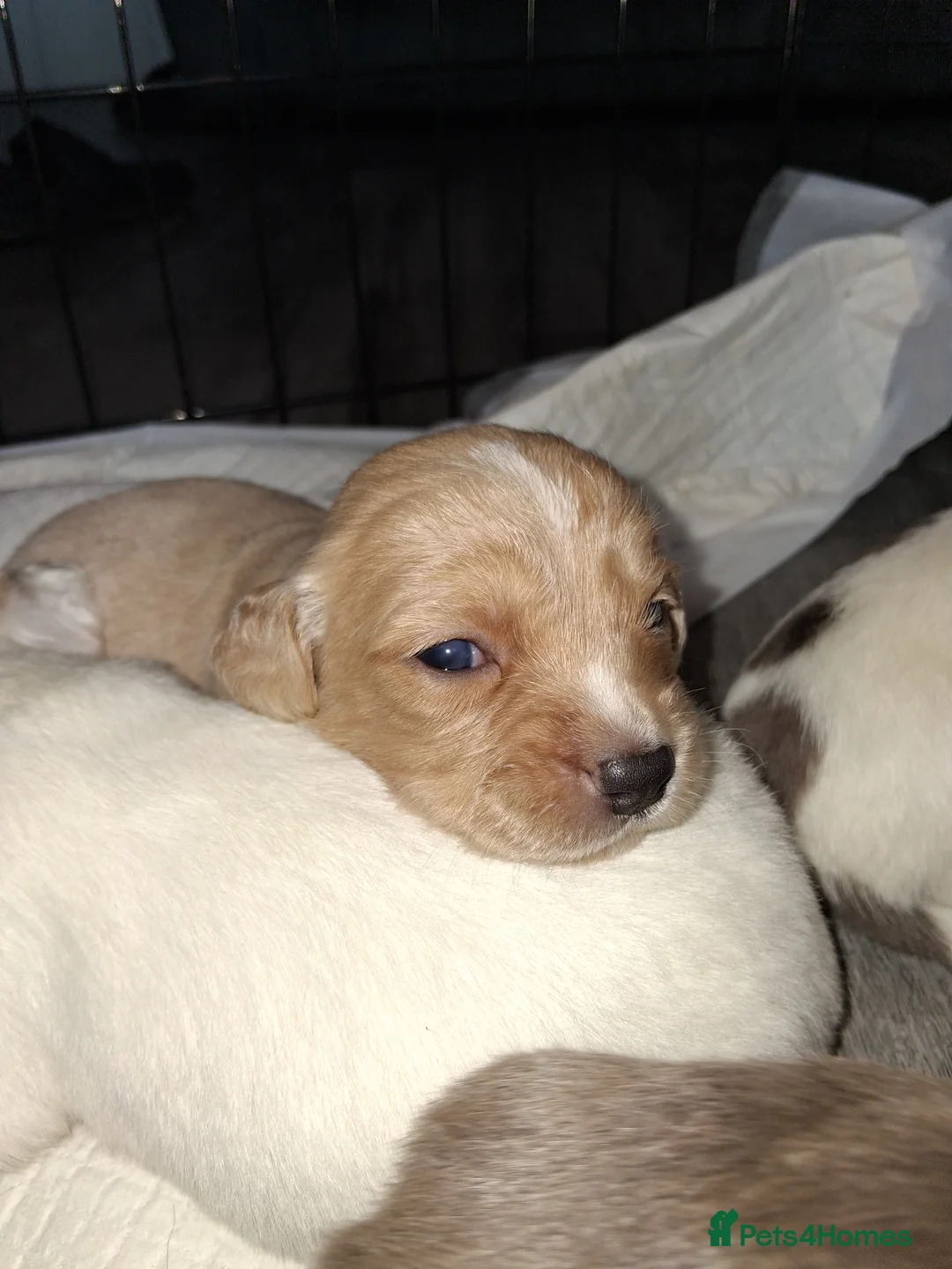 Mixed Breed dogs for sale: Dacshund x springer spaniel. - Advert 3