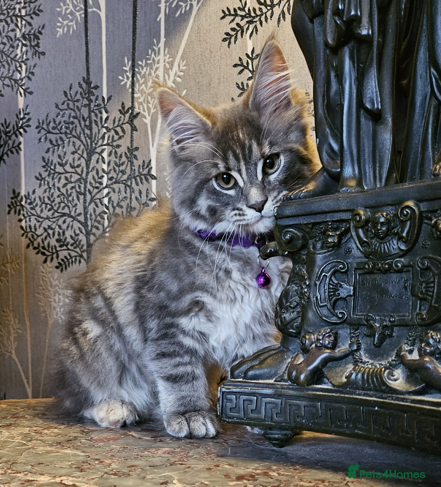 Maine Coon cats XXL Champion Line Maine Coons – Rare, Very Fluffy! - Advert 2