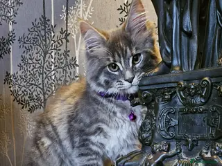 Maine Coon cats XXL Champion Line Maine Coons – Rare, Very Fluffy! - Advert 11