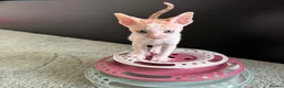 Cornish Rex cats for sale: Beautiful kittens  - Advert 4