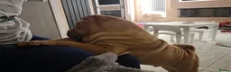 Shar Pei dogs for sale: Male shar pei for sale in Gateshead - Advert 19