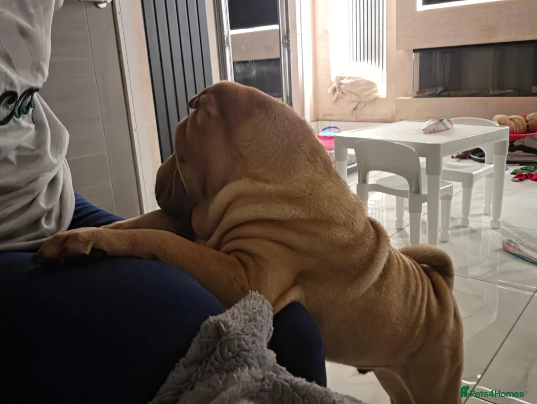 Shar Pei dogs for sale: Male shar pei for sale in Gateshead - Advert 19