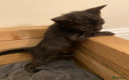 Bengal cats for sale: 🔥✨ Pedigree TICA-Registered Bengal Kittens - Image 10