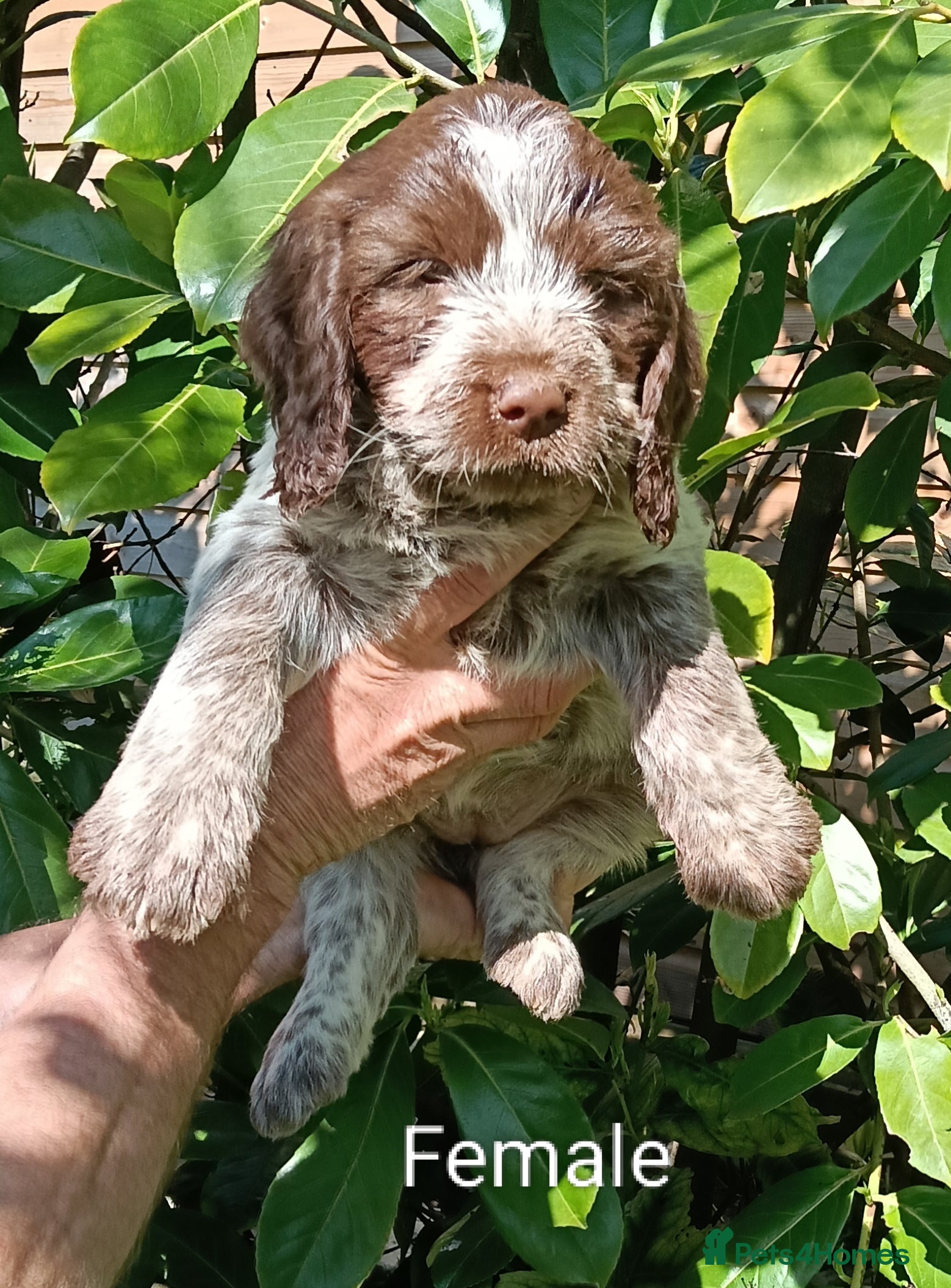 Mixed Breed dogs Rare original Fenlander puppies  - Advert 2