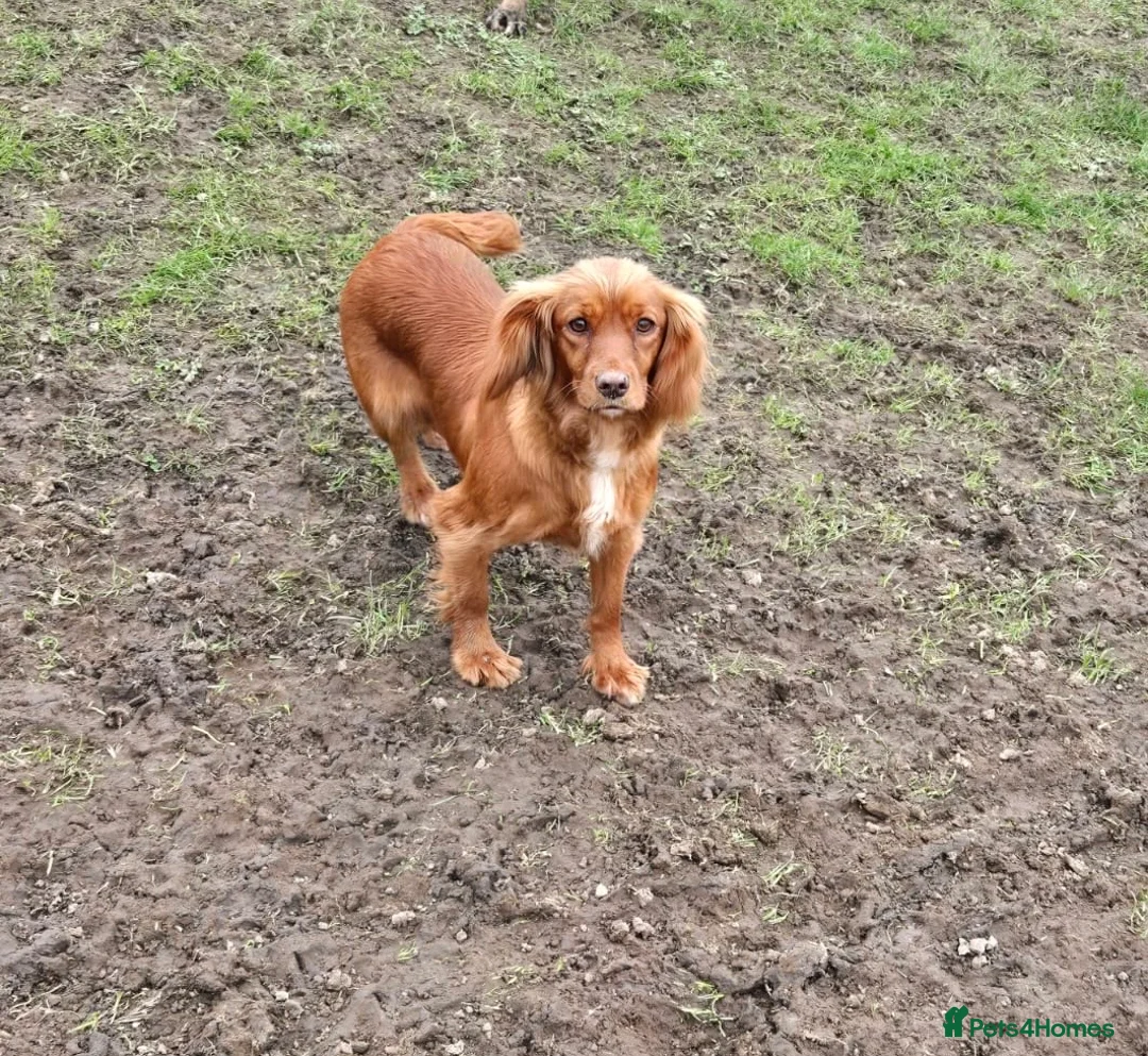 Cockapoo dogs for sale: Beautiful Chocolate cockapoos  - Advert 9