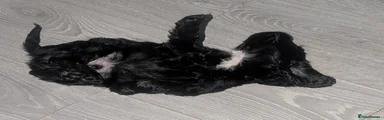 Cocker Spaniel 1