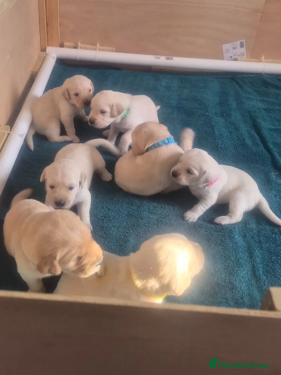 Goldador dogs for sale: Goldador Puppies  - Advert 1