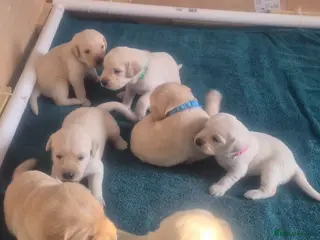 Goldador dogs Stunning F1 Goldador Puppies- Only 3 Females Left - Advert 3