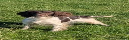 English Springer Spaniel dogs for sale: Stunning KC Reg springer spaniels in South Molton - Advert 4