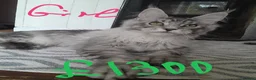 Maine Coon cats for sale: Polydactyl Black Silver girl/boy mainecoon TICA  - Advert 3