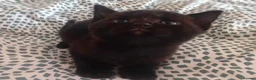 Mixed Breed cats for sale: Kittens for sale in Coventry - Advert 3