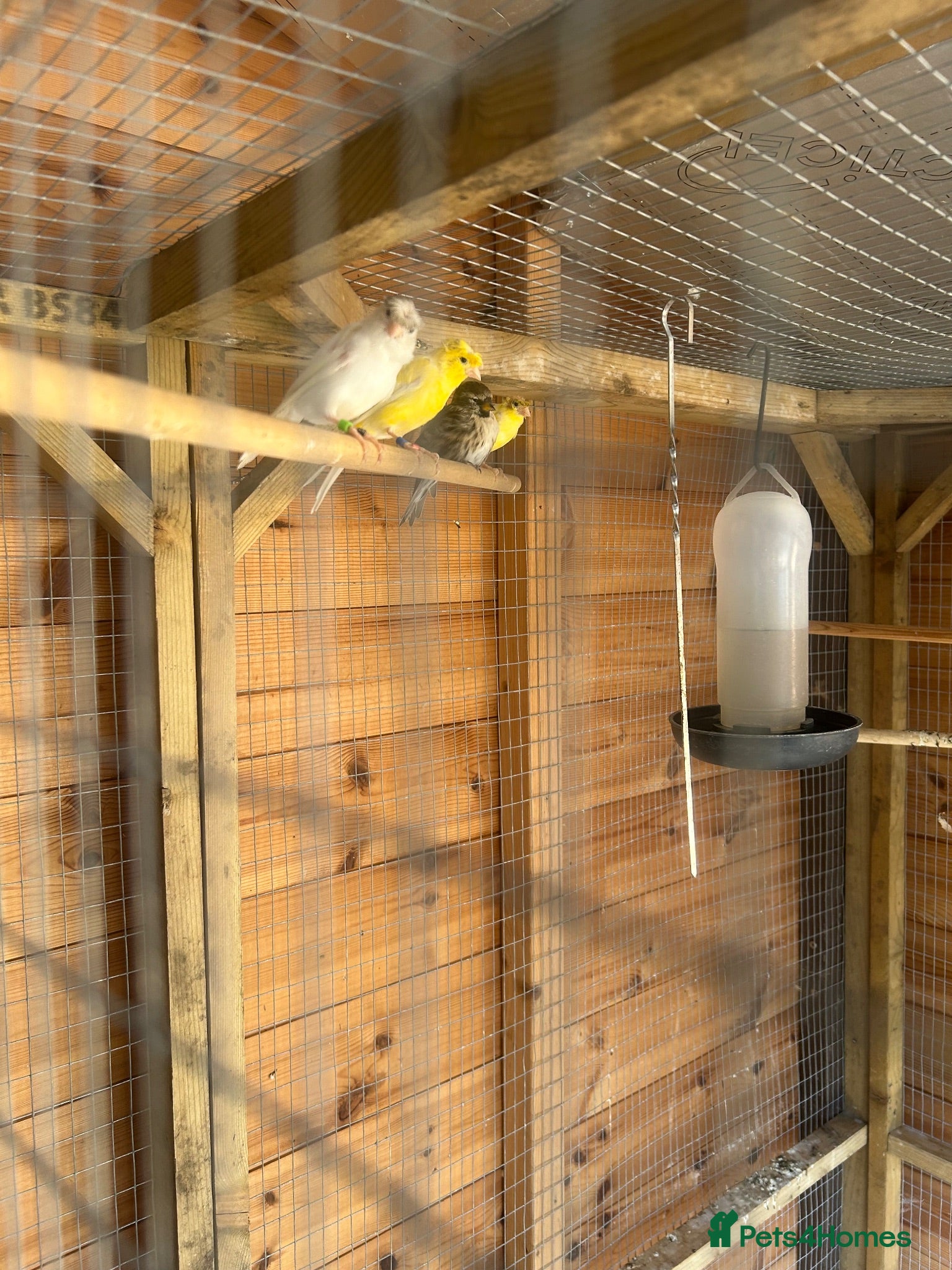 Canaries birds Rhineland canaries  - Advert 2