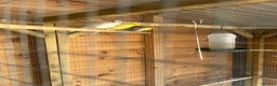 Canaries birds for sale: Rhineland canaries  - Advert 2