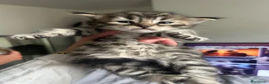 Savannah Kitten 1