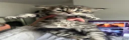 Savannah cats for sale: 3 f3 savannah cats!!  - Advert 3