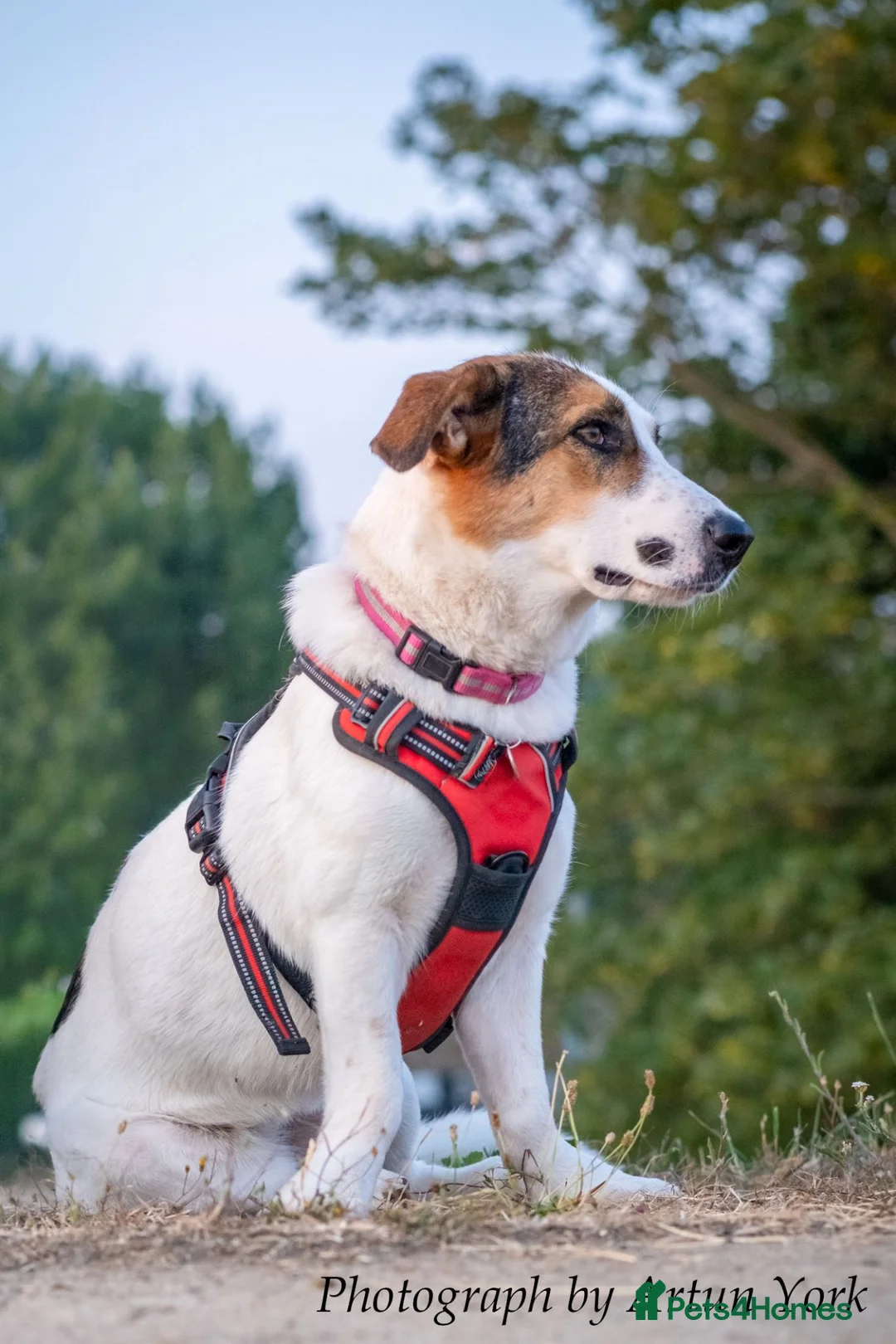 Mixed Breed dogs for adoption: Lady Savannah - Advert 1