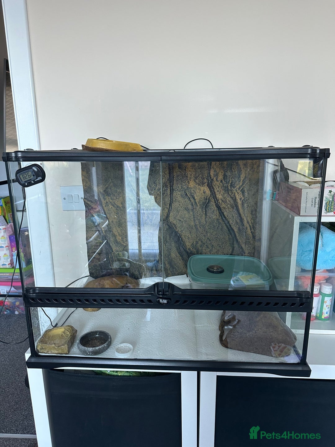 Gecko reptiles for sale: Female leopard gecko sale - Advert 5