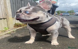 French Bulldog dogs for stud: 💎Blue & Tan 🤎 Merle French bulldog stud 🧬🔥 in Manchester - Image 3